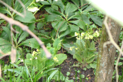 DSC06602