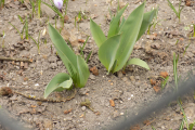 DSCN0913