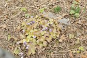 DSCN0915