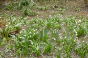 DSCN0919