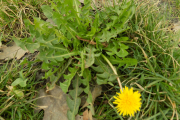 DSCN0937