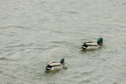 DSCN0944
