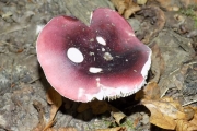 DSCN5550