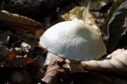DSCN5552