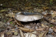 DSCN5554