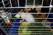 DSCN2704